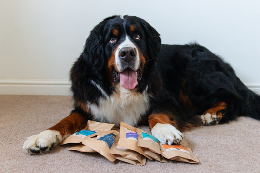 Top Benefits of Cold Pressed Dog Food for Every Dog