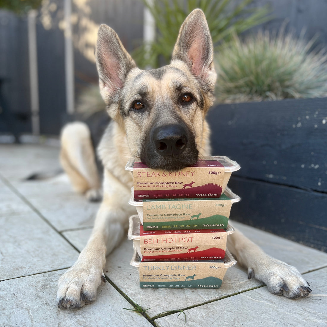 Wellness with Wilsons