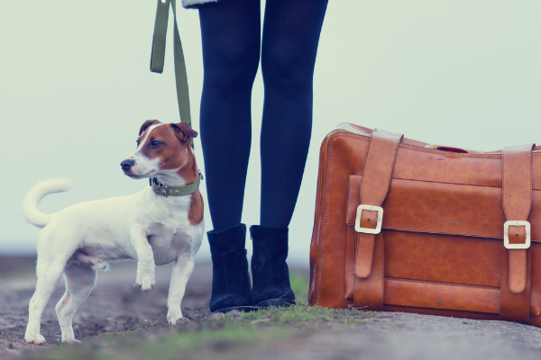 Top Tips for Moving House with your Dog