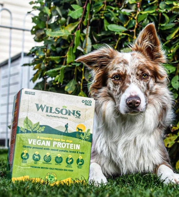 What is Vegan Dog Food? Wilsons Pet Food