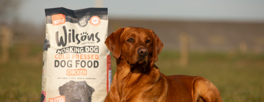 Premium Dog Food vs Working Dog Food: What’s the difference?