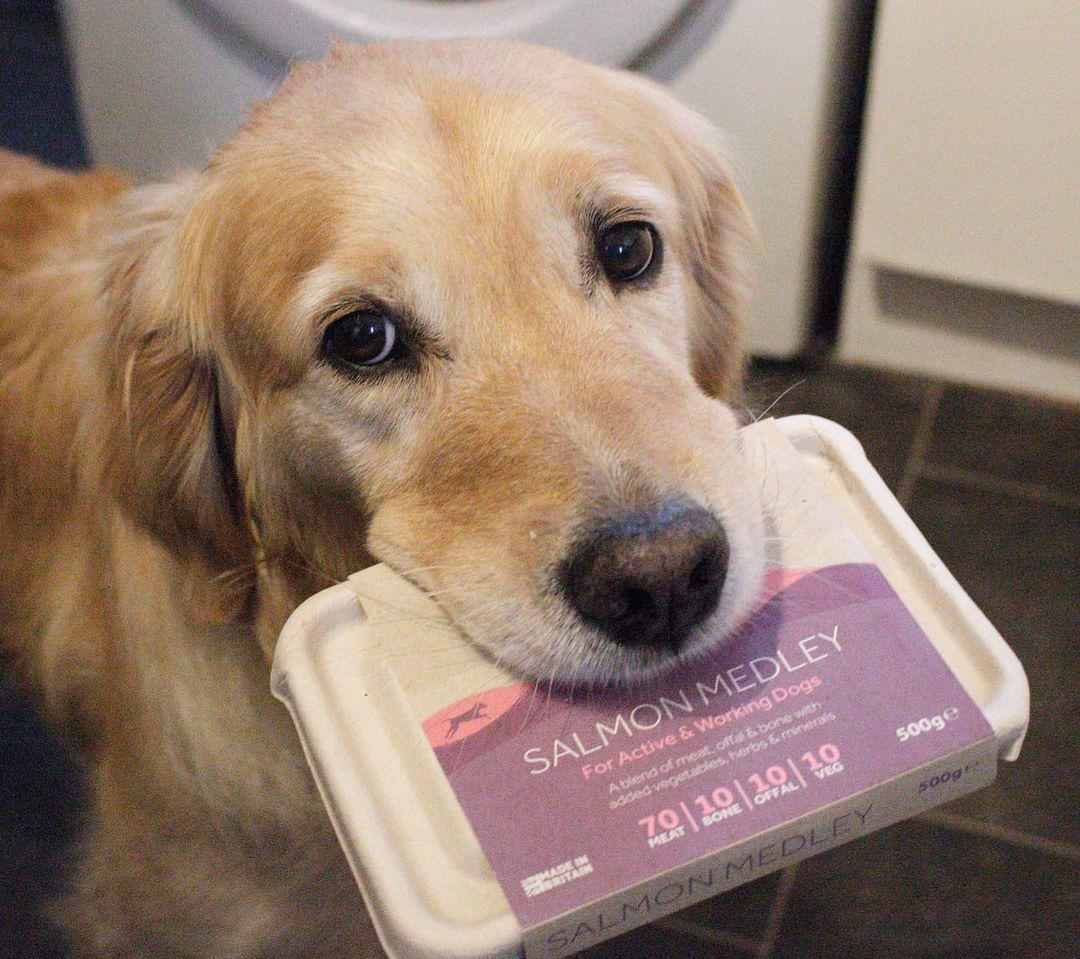 Benefits of Raw Frozen Dog Food