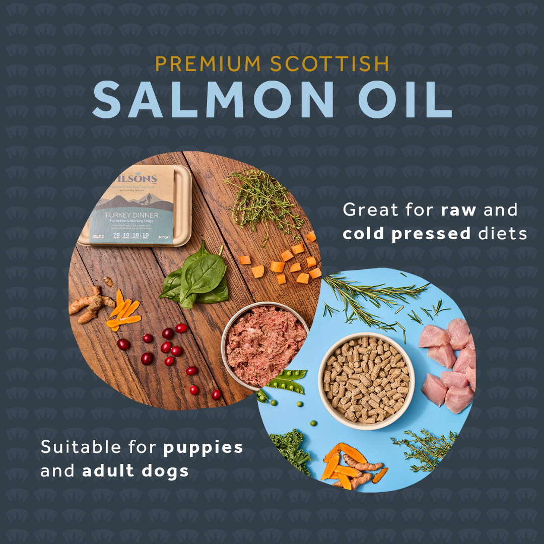 Cold pressed salmon oil for dogs hot sale