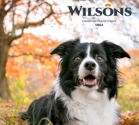 10 Reasons to try Wilsons Cold Pressed Dog Food