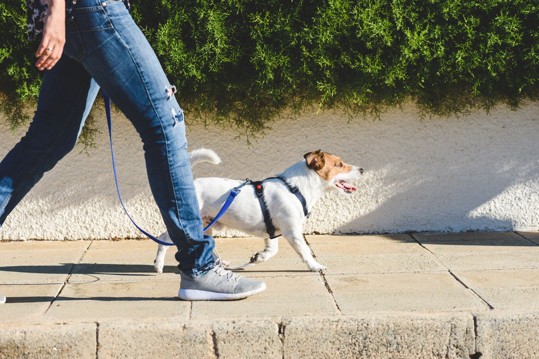Training Question: How do I stop my dog pulling on the lead?