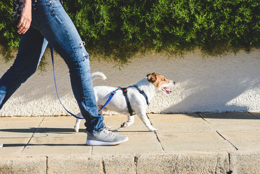 Training Question: How do I stop my dog pulling on the lead?
