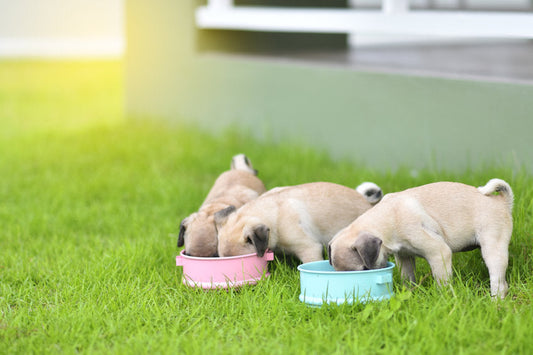 Feeding Puppies Cold Pressed: Gentle Nutrition for Growing Dogs