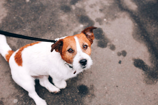 Training Question: How can I stop my dog jumping at people?