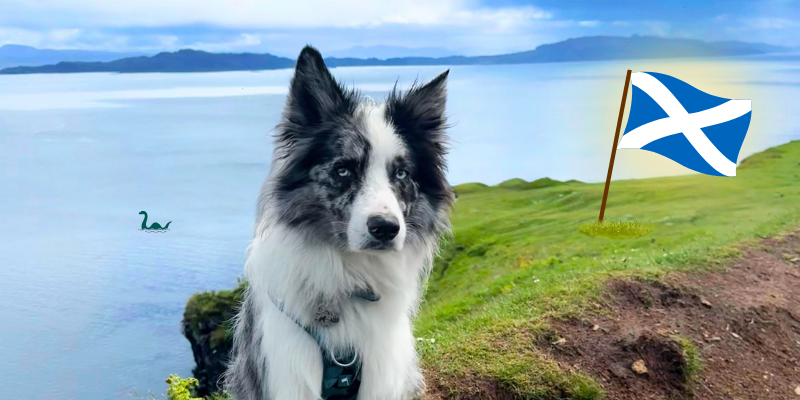 Over 160 Years of Scottish Pet Food