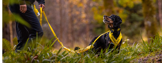 Dog Anxiety: How to Help Your Dog Feel Safe