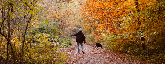 Dog walk in an autumn woods with brown and yellow leaves