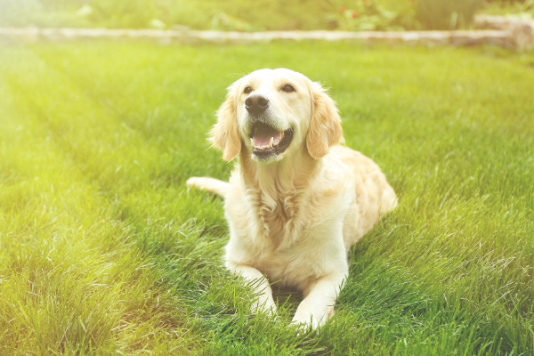 Learning Kindness From Your Dog