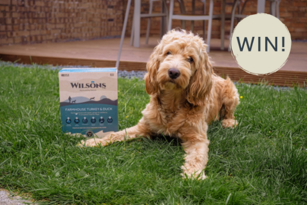 Training Tips Round Up with Rosie from Paw Skills