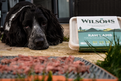 Treat Your Dog To A Special Lamb Lunch This Easter
