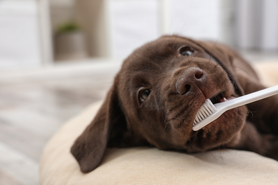 Why Does My Dog Have Bad Breath?