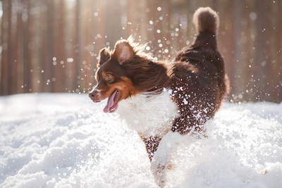 How To Keep Your Dog Safe And Warm On Icy Winter Walks