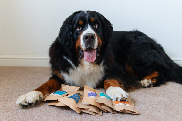 Top Benefits of Cold Pressed Dog Food for Every Dog