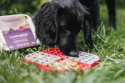 Raw Feeding for Puppies  |  Tips from our Ambassador Claire