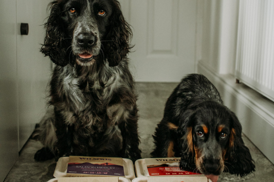 Ambassadors Ralph & Lyra: how do you feed raw?