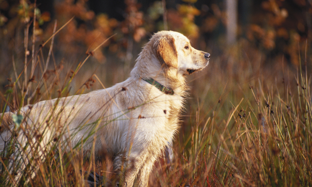 Choosing the right food for your dog