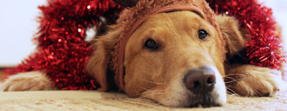 Foods Your Dog Shouldn’t Eat This Christmas, and Treats They Will Love!