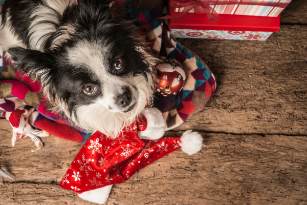 Christmas Traditions with our Dogs