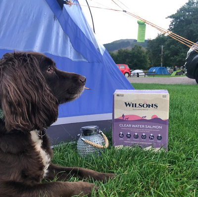 3 reasons cold pressed dog food is perfect for travelling