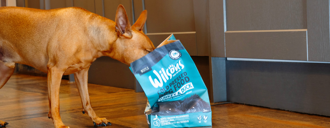 Cold Pressed Dog Food vs Kibble 