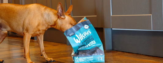 Cold Pressed Dog Food vs Kibble 