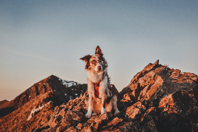 Dog-friendly walks to enjoy: The @tails_on_the_trails pack explore Snowdonia