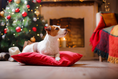Creating Safe Spaces for your Dog this Festive Season