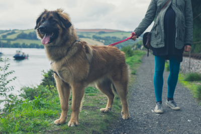 Make the most out of your winter dog walks