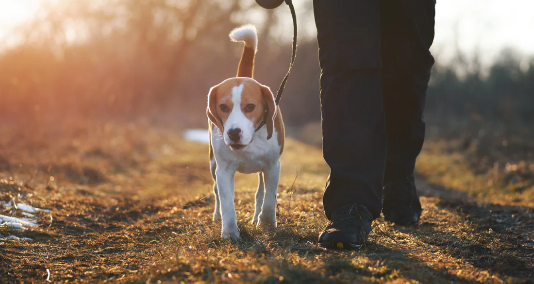 Press Paws with Slower Walks