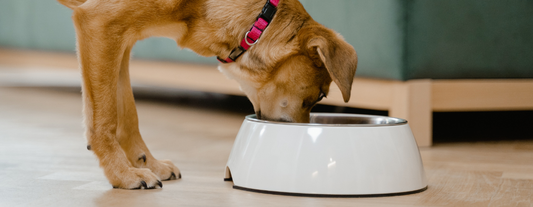 10 Foods to Feed Your Dog When They Are Sick