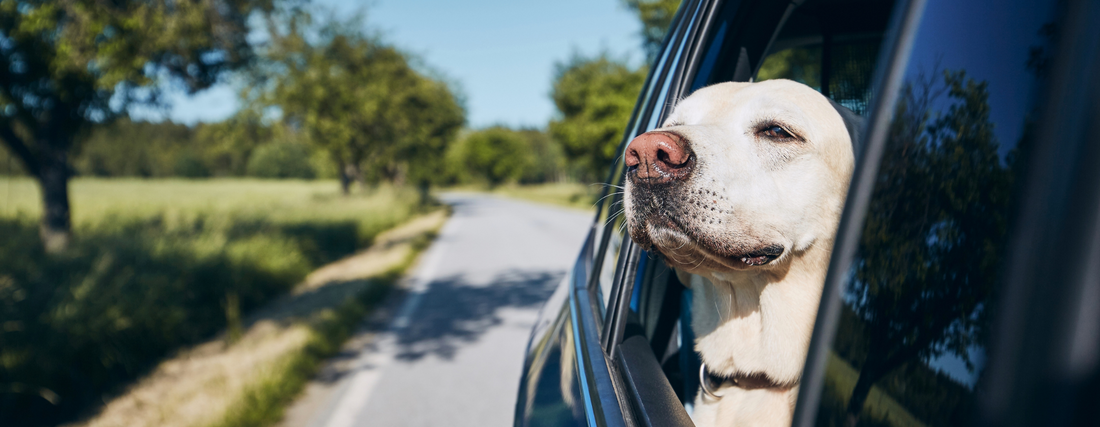 Easy feeding tips for dogs on holiday