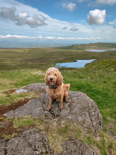 Dog-friendly walks to enjoy: Dougal explores Kilpatrick Hills & Loch Humphrey in Dumbarton, Scotland