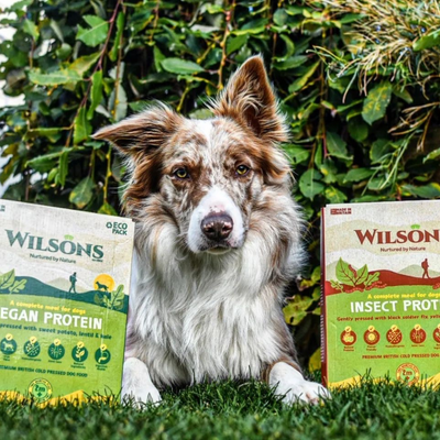 Why choose Insect and Vegan Dog Food?