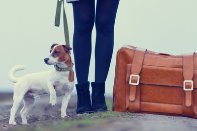 Top Tips for Moving House with your Dog