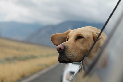 Travelling With Your Dog? Here’s How To Keep It Stress Free