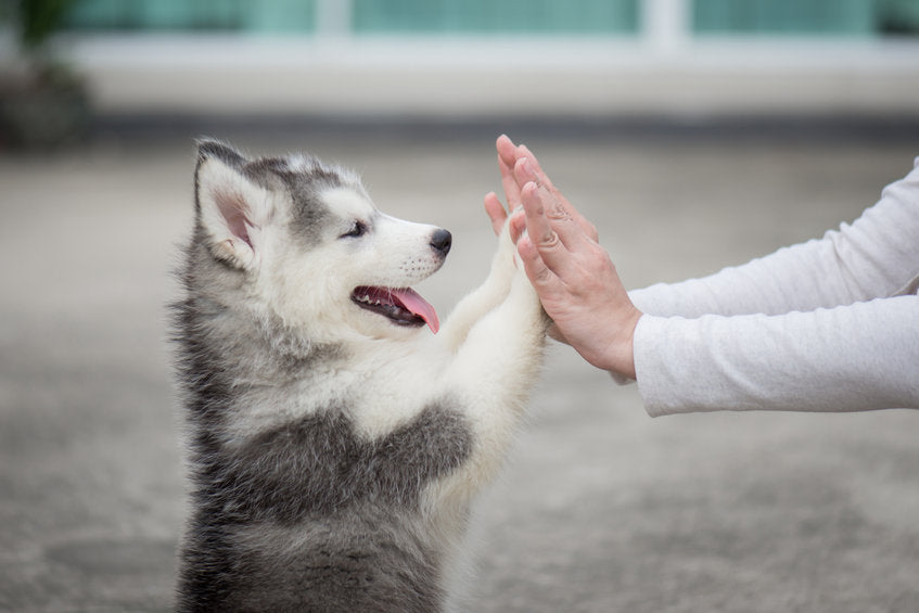 Your first month with your new puppy - Focus Games
