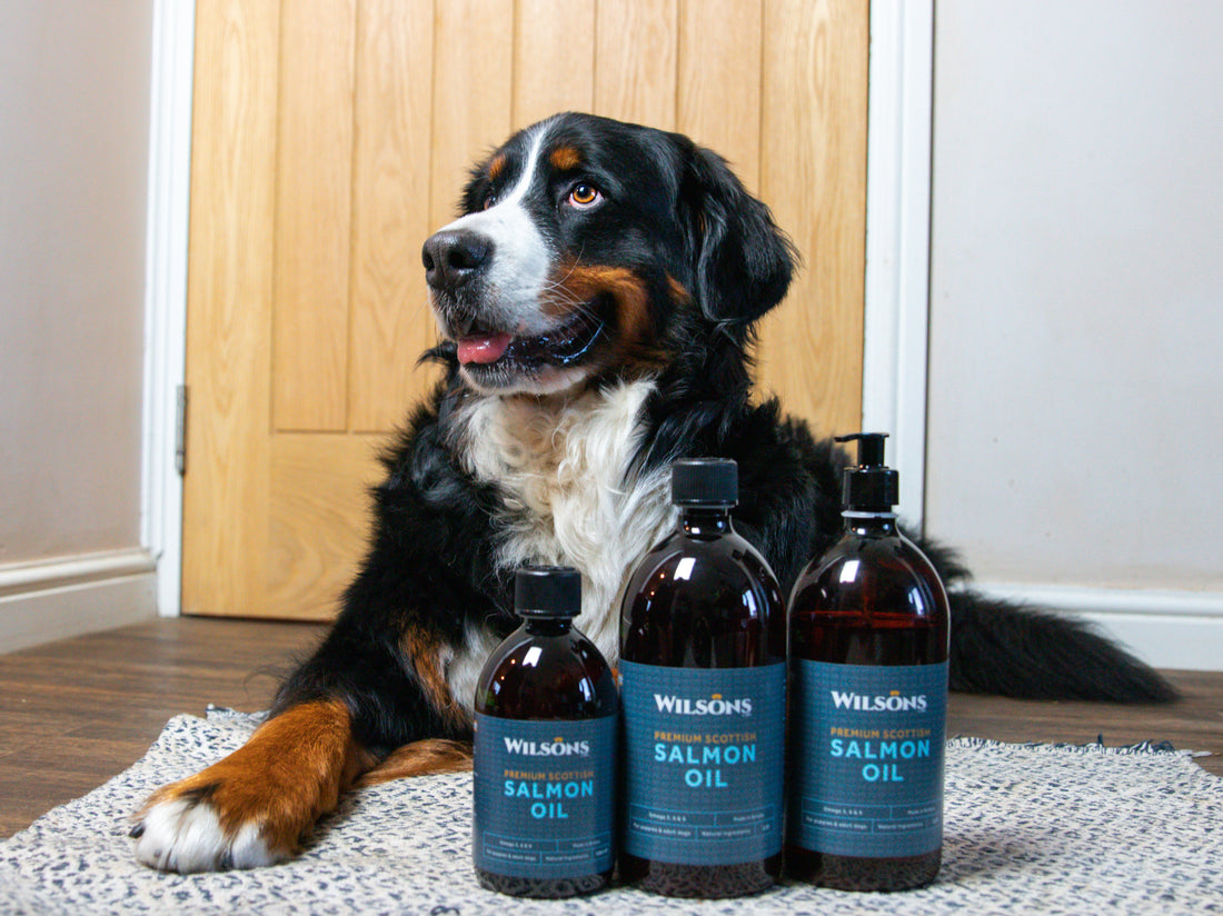 Illustration of Fats And Oils For Dog Food Fatigue