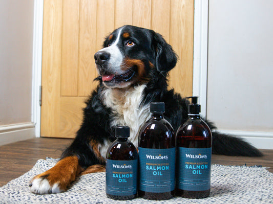 Benefits of Salmon Oil
