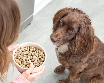 All about cold pressed dog food