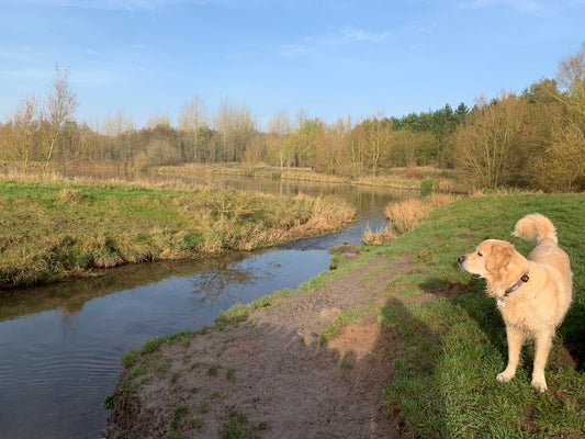 Top UK Dog Walks