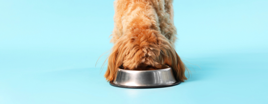 Switching to Wilsons Pet Food