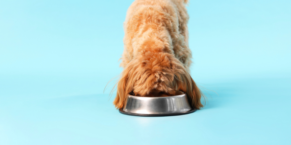 Switching to Wilsons Pet Food