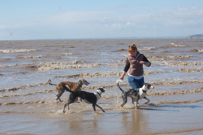 Dog-friendly walks to enjoy: The @wanderlustwoofs pack make a splash at Brean Beach!
