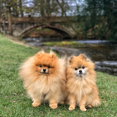 Dog-friendly walks to enjoy: Buddy & Cubbie at Thoresby Park, Nottingham