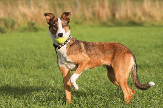 Our New #WilsonstotheRescues Charity Dumfries & Galloway Canine Rescue Centre