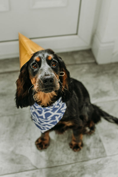 162 Years of Happy, Wagging Tails